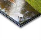 The Hairy Cow Acrylic print