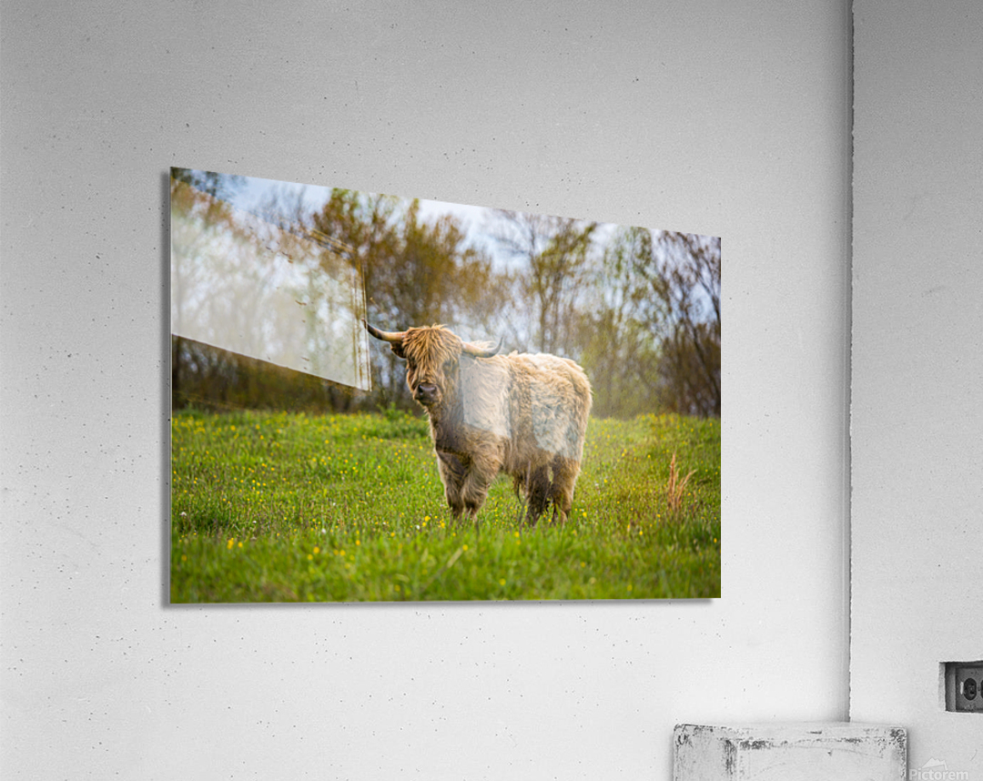 The Hairy Cow Acrylic Print