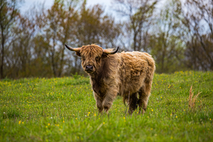 The Hairy Cow