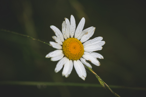 Not So Common Daisy