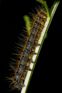 Gypsy Moth Caterpillar