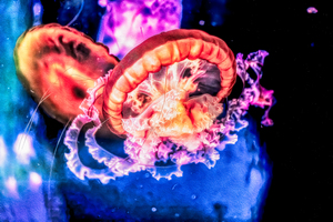 Im In Love With The Jellyfish