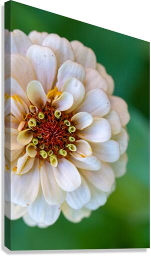 Sweet Flower Canvas Print