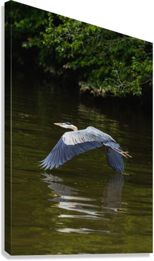 Heron Takes Flight Canvas Print
