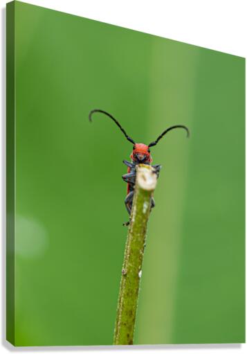 Hello Friend Canvas Print