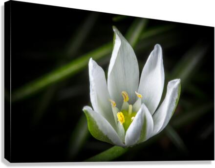 White Flower Canvas Print