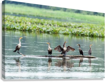 Waterfowl Party Canvas Print