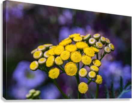A Natural Bouquet Canvas Print