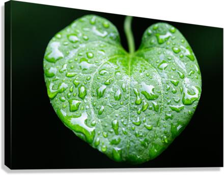 Simple Rain Canvas Print