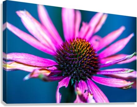 Purple Flower Canvas Print