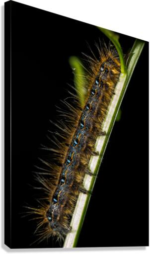 Gypsy Moth Caterpillar Canvas Print