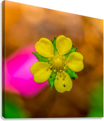 On a Mission Canvas Print