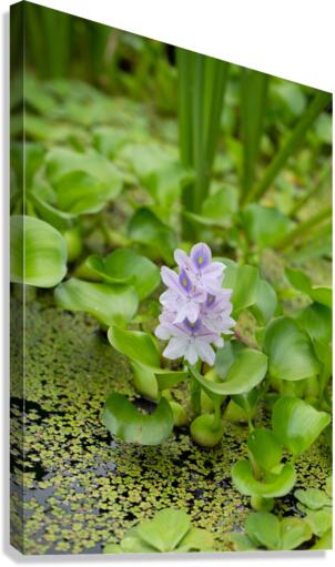 Little Water Canvas Print