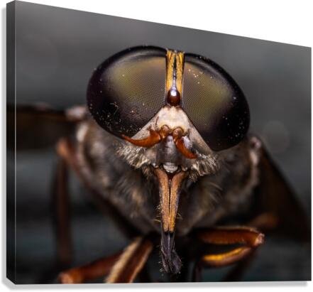 Macro Fly Canvas Print