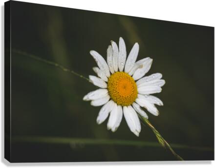 Not So Common Daisy Canvas Print