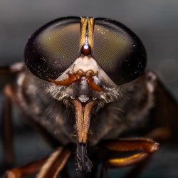 Macro Fly