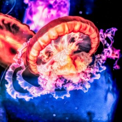 Im In Love With The Jellyfish