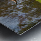 The Hairy Cow Metal print