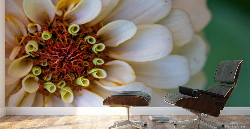 Sweet Flower Wall Murals