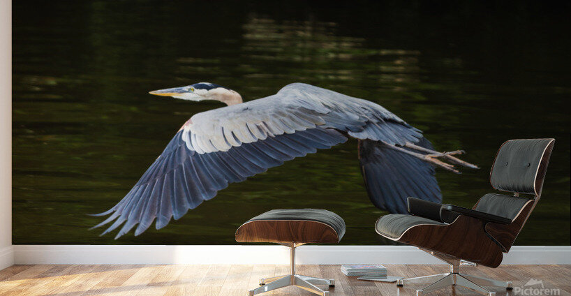 Heron Takes Flight Wall Murals