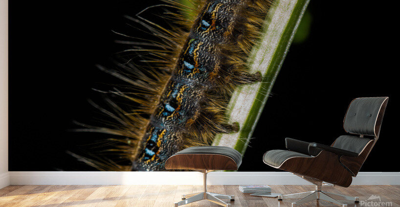 Gypsy Moth Caterpillar Wall Murals