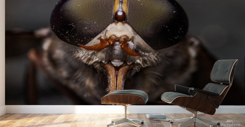 Macro Fly Wall Murals
