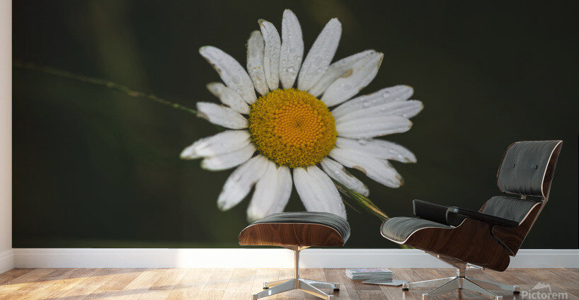 Not So Common Daisy Wall Murals