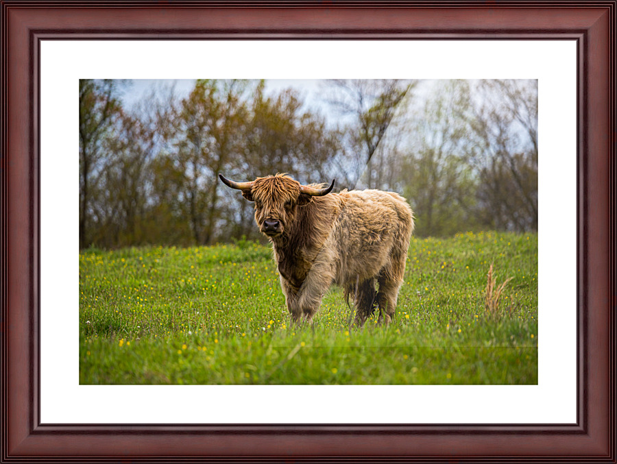 The Hairy Cow Picture Frame print