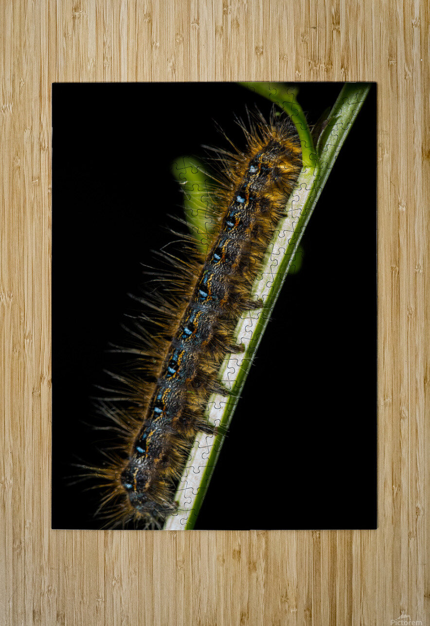 Gypsy Moth Caterpillar Nativ Puzzle printing