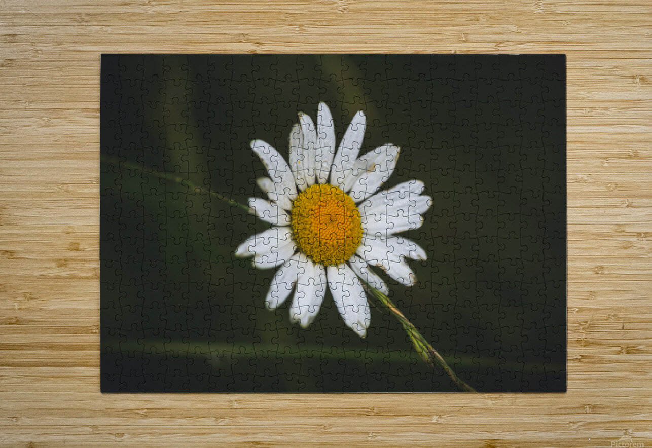 Not So Common Daisy Nativ Puzzle printing