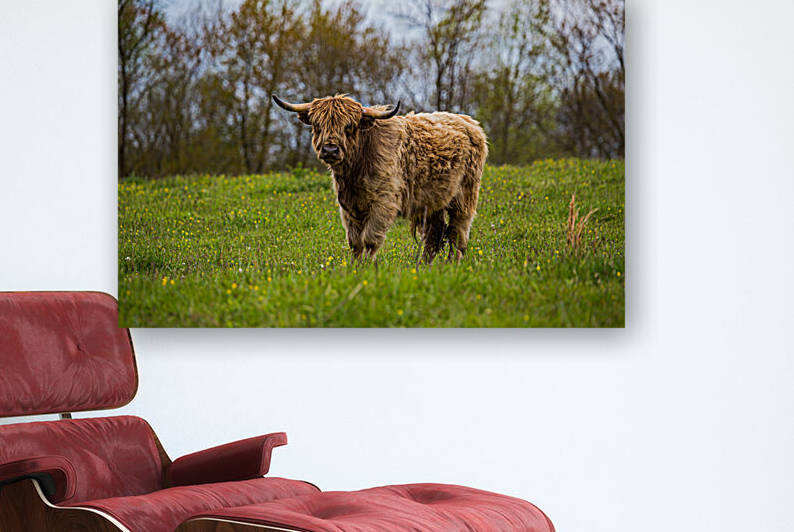 The Hairy Cow by Nativ