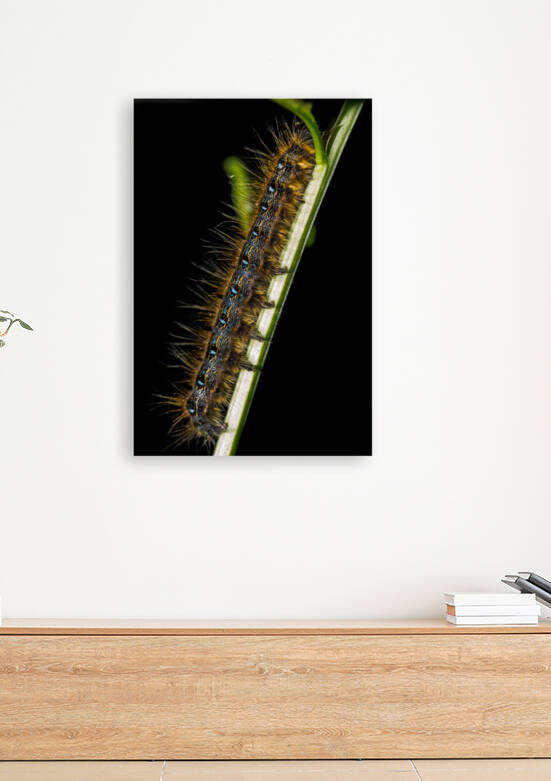 Gypsy Moth Caterpillar by Nativ