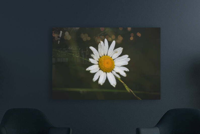 Not So Common Daisy by Nativ