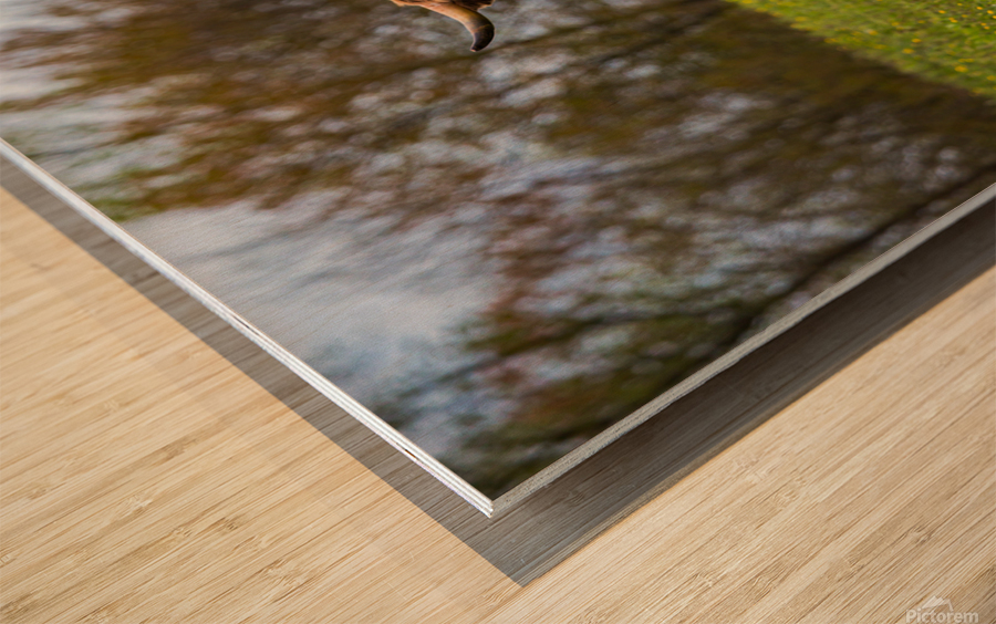 The Hairy Cow Wood print